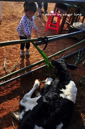 2016桃園花彩節(中壢)-7.JPG - 2016秋之豔 2016桃園花彩節(中壢)-7.JPG - 2016秋之豔