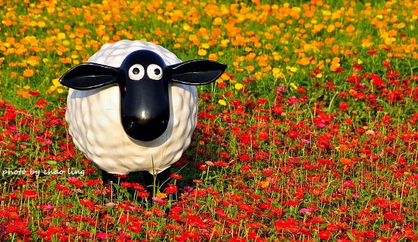 2016桃園花彩節(中壢)-30.JPG - 2016秋之豔 2016桃園花彩節(中壢)-30.JPG - 2016秋之豔