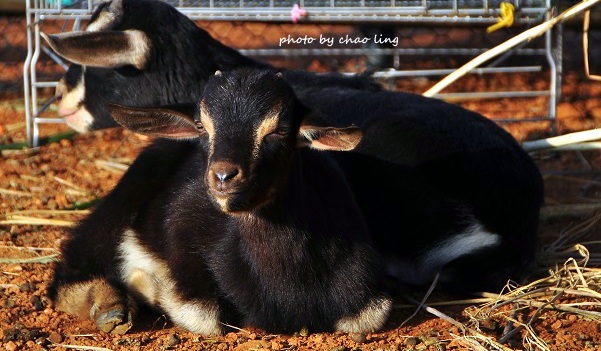 2016桃園花彩節(中壢)-9.JPG - 2016秋之豔 2016桃園花彩節(中壢)-9.JPG - 2016秋之豔