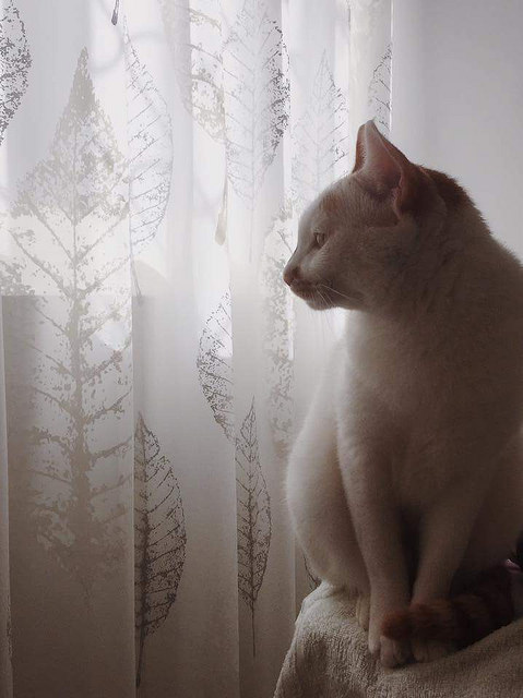 FB_IMG_1487266116025