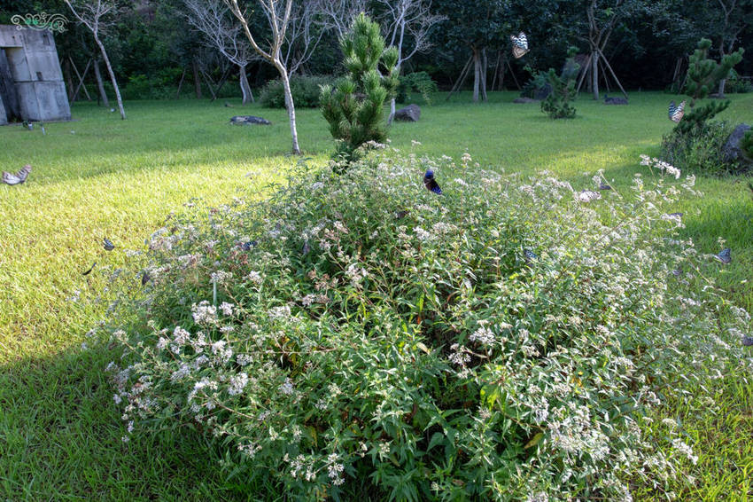 礁溪住宿推薦》宜蘭有朋會館 - 時尚簡約villa民宿 一泊二食的無菜單料理 - 時空幻境 凌雲江海清