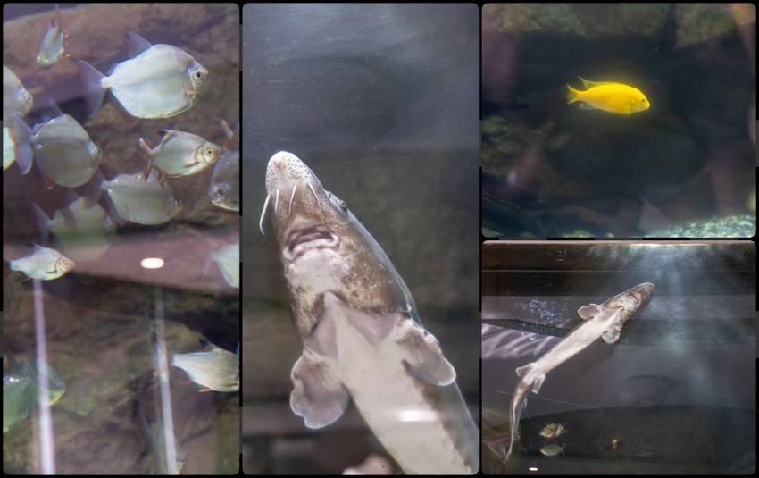 礁溪住宿推薦》宜蘭有朋會館 - 時尚簡約villa民宿 一泊二食的無菜單料理 - 時空幻境 凌雲江海清