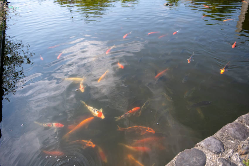 礁溪住宿推薦》宜蘭有朋會館 - 時尚簡約villa民宿 一泊二食的無菜單料理 - 時空幻境 凌雲江海清
