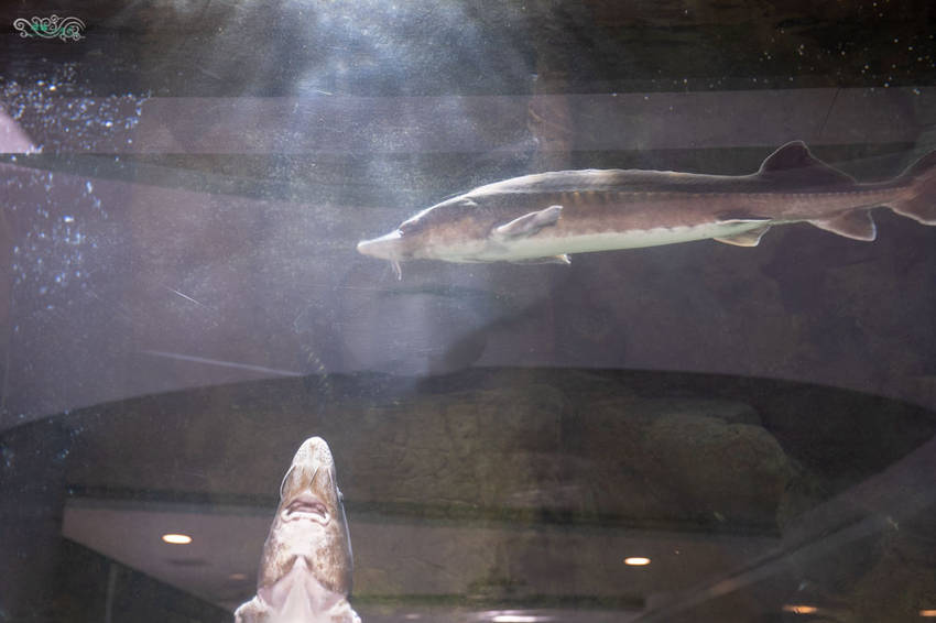 礁溪住宿推薦》宜蘭有朋會館 - 時尚簡約villa民宿 一泊二食的無菜單料理 - 時空幻境 凌雲江海清