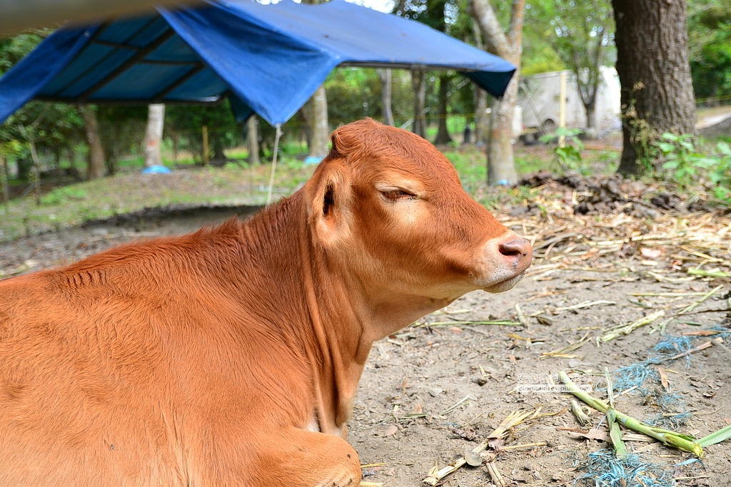 花蓮旅遊打卡拍照必去景點,花蓮旅遊,花蓮落羽松,鈺展苗圃,東華大學