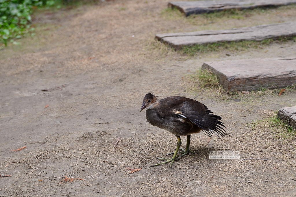 花蓮旅遊打卡拍照必去景點,花蓮旅遊,花蓮落羽松,鈺展苗圃,東華大學