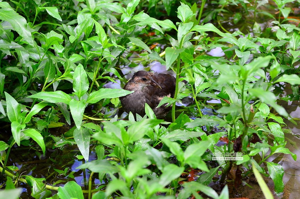 花蓮旅遊打卡拍照必去景點,花蓮旅遊,花蓮落羽松,鈺展苗圃,東華大學