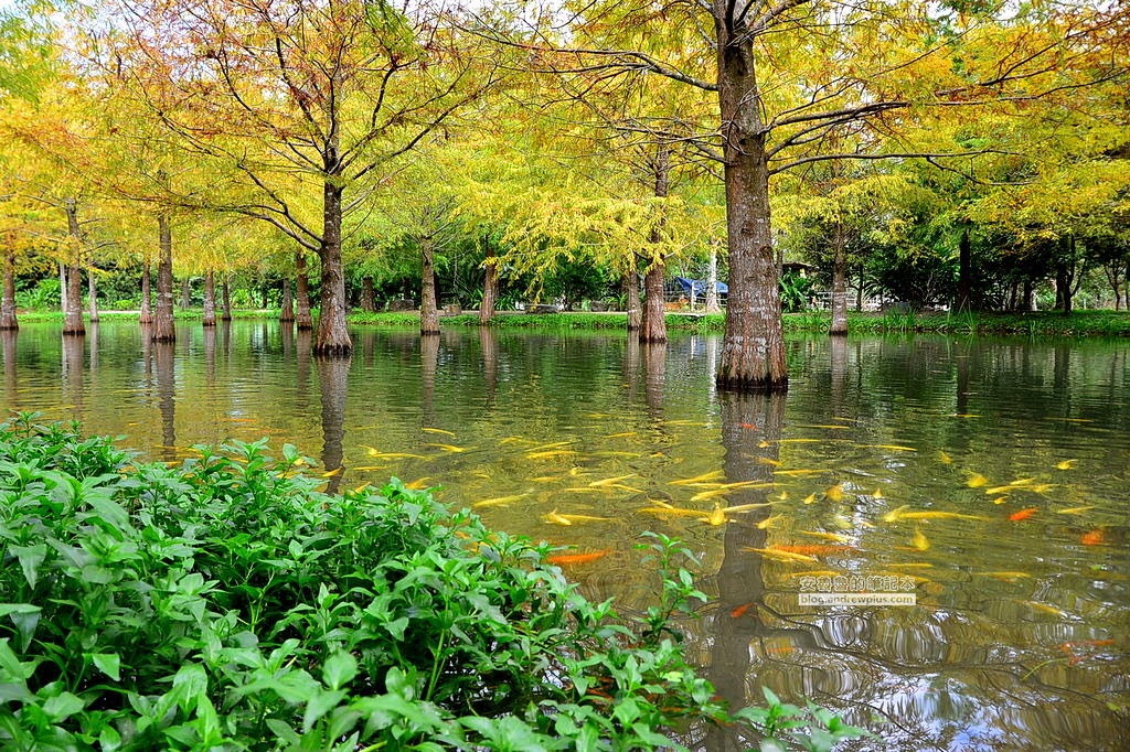 花蓮旅遊打卡拍照必去景點,花蓮旅遊,花蓮落羽松,鈺展苗圃,東華大學
