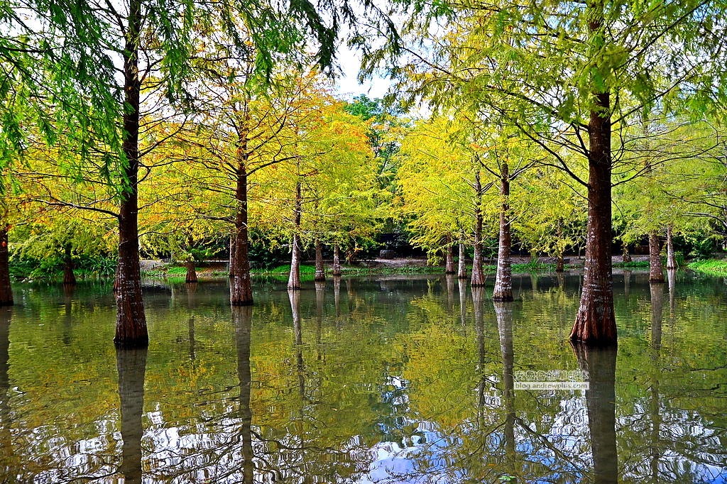 花蓮旅遊打卡拍照必去景點,花蓮旅遊,花蓮落羽松,鈺展苗圃,東華大學