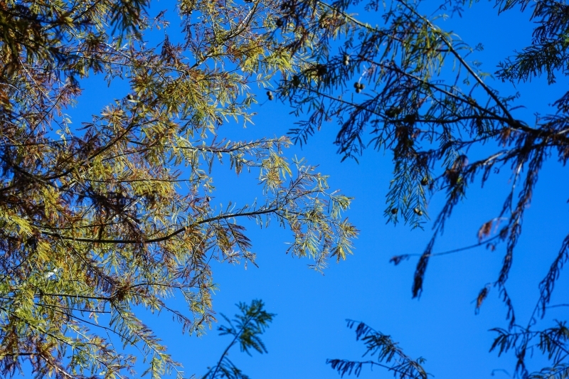 跳躍的宅男 - [ 20181203]鈺展苗圃落羽松森林美景現況直播 花蓮壽豐景點 IG打卡拍照超美