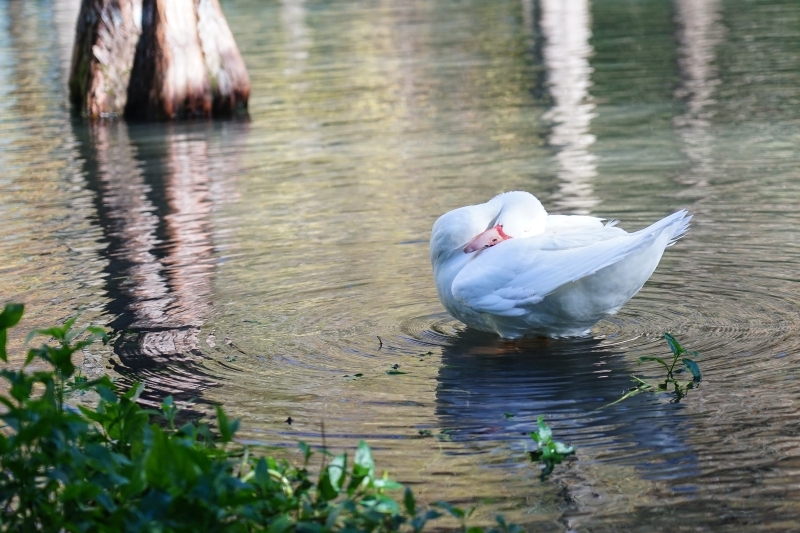 跳躍的宅男 - [ 20181203]鈺展苗圃落羽松森林美景現況直播 花蓮壽豐景點 IG打卡拍照超美