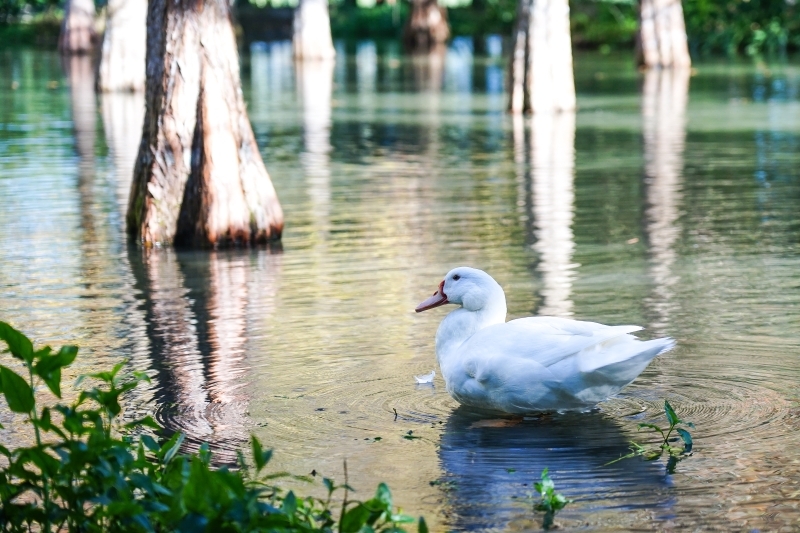 跳躍的宅男 - [ 20181203]鈺展苗圃落羽松森林美景現況直播 花蓮壽豐景點 IG打卡拍照超美