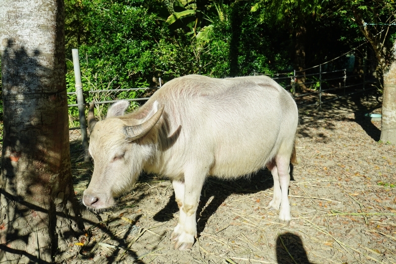跳躍的宅男 - [ 20181203]鈺展苗圃落羽松森林美景現況直播 花蓮壽豐景點 IG打卡拍照超美