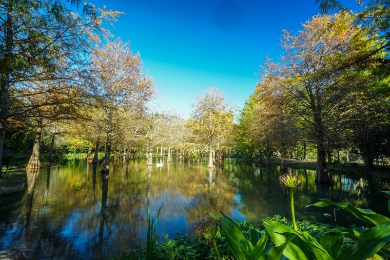 跳躍的宅男 - [ 20181203]鈺展苗圃落羽松森林美景現況直播 花蓮壽豐景點 IG打卡拍照超美