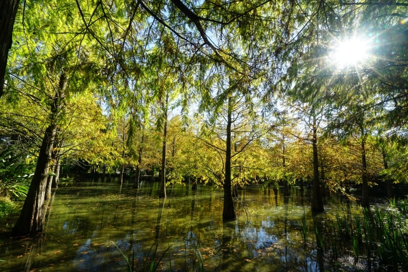 跳躍的宅男 - [ 20181203]鈺展苗圃落羽松森林美景現況直播 花蓮壽豐景點 IG打卡拍照超美