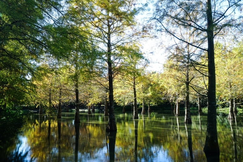跳躍的宅男 - [ 20181203]鈺展苗圃落羽松森林美景現況直播 花蓮壽豐景點 IG打卡拍照超美