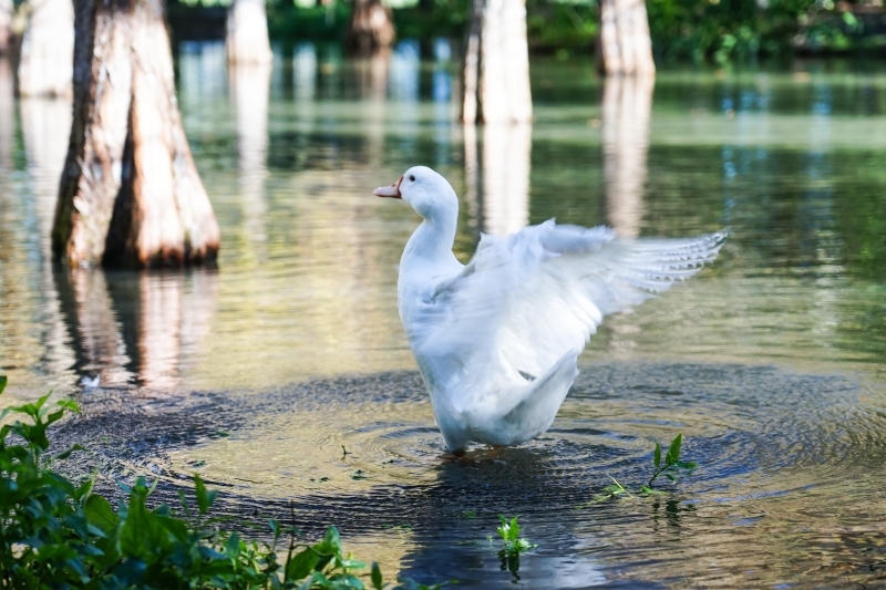 跳躍的宅男 - [ 20181203]鈺展苗圃落羽松森林美景現況直播 花蓮壽豐景點 IG打卡拍照超美