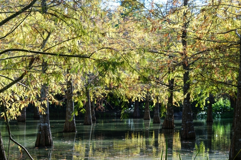 跳躍的宅男 - [ 20181203]鈺展苗圃落羽松森林美景現況直播 花蓮壽豐景點 IG打卡拍照超美