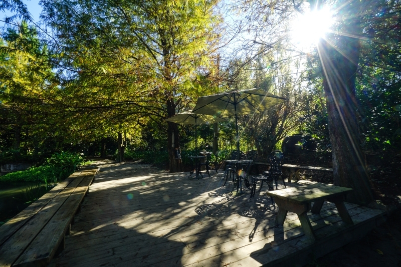 跳躍的宅男 - [ 20181203]鈺展苗圃落羽松森林美景現況直播 花蓮壽豐景點 IG打卡拍照超美