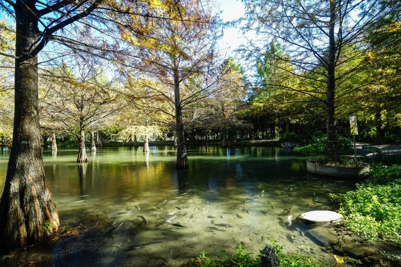 跳躍的宅男 - [ 20181203]鈺展苗圃落羽松森林美景現況直播 花蓮壽豐景點 IG打卡拍照超美