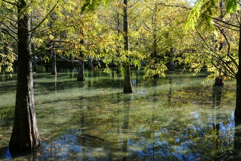 跳躍的宅男 - [ 20181203]鈺展苗圃落羽松森林美景現況直播 花蓮壽豐景點 IG打卡拍照超美