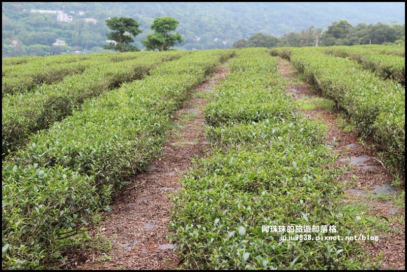 銅鑼茶廠33.JPG
