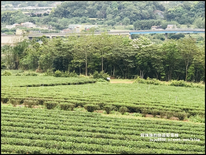 銅鑼茶廠38.JPG