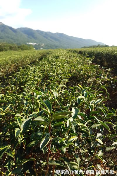 【苗栗/銅鑼】銅鑼茶廠