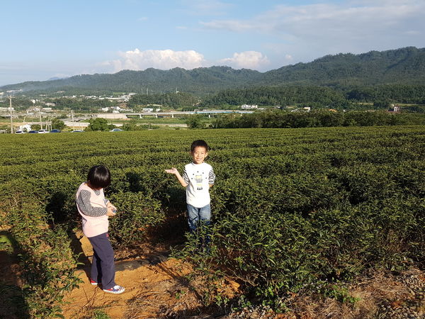 【苗栗/銅鑼】銅鑼茶廠