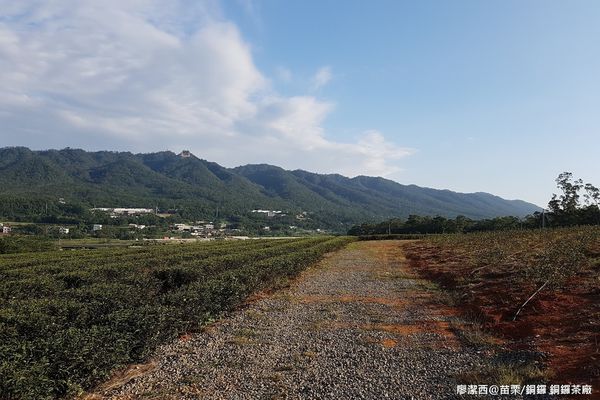 【苗栗/銅鑼】銅鑼茶廠