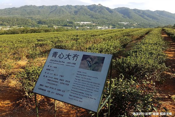 【苗栗/銅鑼】銅鑼茶廠
