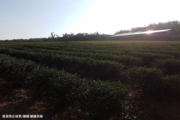 【苗栗/銅鑼】銅鑼茶廠