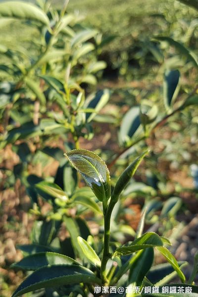 【苗栗/銅鑼】銅鑼茶廠