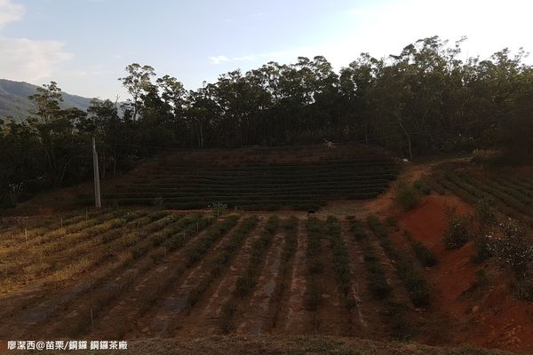 【苗栗/銅鑼】銅鑼茶廠