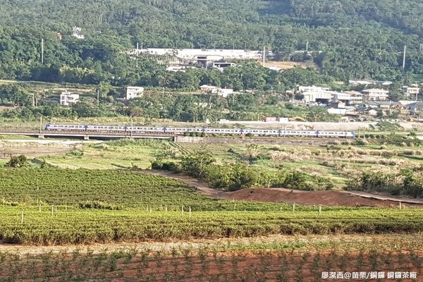 【苗栗/銅鑼】銅鑼茶廠