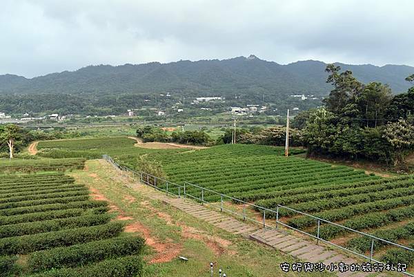 銅鑼茶廠 (43).JPG