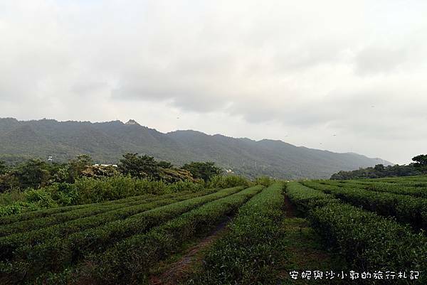 銅鑼茶廠 (48).JPG