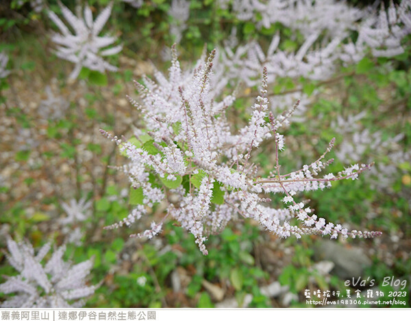 達娜伊谷自然生態公園-108.jpg 達娜伊谷自然生態公園-108.jpg