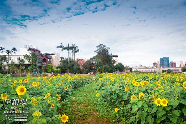 2016桃園花彩節|桃園市平鎮區花場；向日葵迷宮登場，還有很多好吃好玩的等你來發掘。