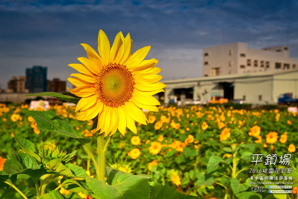 2016桃園花彩節|桃園市平鎮區花場；向日葵迷宮登場，還有很多好吃好玩的等你來發掘。