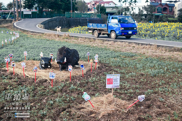 2016桃園花彩節|桃園市平鎮區花場；向日葵迷宮登場，還有很多好吃好玩的等你來發掘。