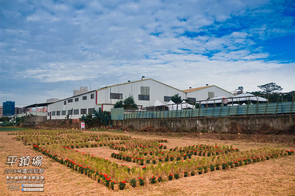 2016桃園花彩節|桃園市平鎮區花場；向日葵迷宮登場，還有很多好吃好玩的等你來發掘。