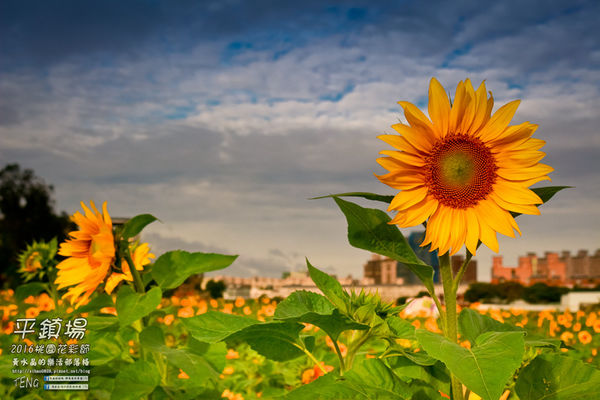 2016桃園花彩節|桃園市平鎮區花場；向日葵迷宮登場，還有很多好吃好玩的等你來發掘。