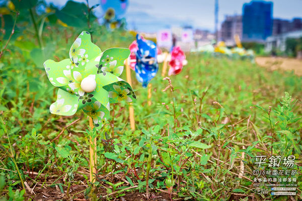 2016桃園花彩節|桃園市平鎮區花場；向日葵迷宮登場，還有很多好吃好玩的等你來發掘。