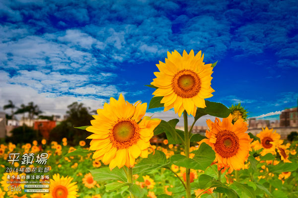 2016桃園花彩節|桃園市平鎮區花場；向日葵迷宮登場，還有很多好吃好玩的等你來發掘。
