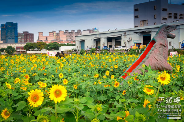 2016桃園花彩節|桃園市平鎮區花場；向日葵迷宮登場，還有很多好吃好玩的等你來發掘。