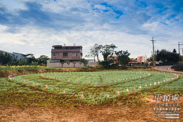 2016桃園花彩節|桃園市平鎮區花場；向日葵迷宮登場，還有很多好吃好玩的等你來發掘。