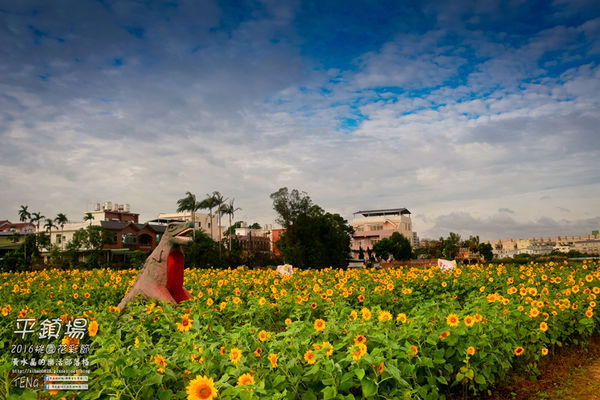 2016桃園花彩節|桃園市平鎮區花場；向日葵迷宮登場，還有很多好吃好玩的等你來發掘。