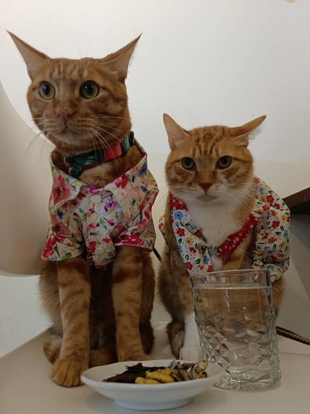 388526.jpg - 【花蓮市區】寵物友善甜點店。5+商行擺盤超美+食材超優秀+甜點無敵好吃+超友善動物