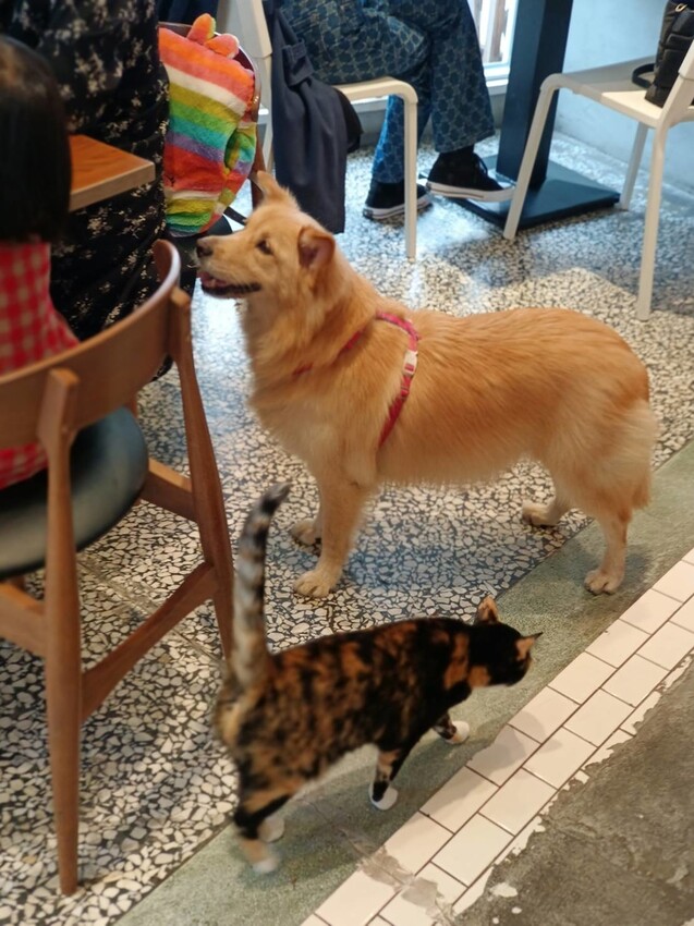 388528.jpg - 【花蓮市區】寵物友善甜點店。5+商行擺盤超美+食材超優秀+甜點無敵好吃+超友善動物